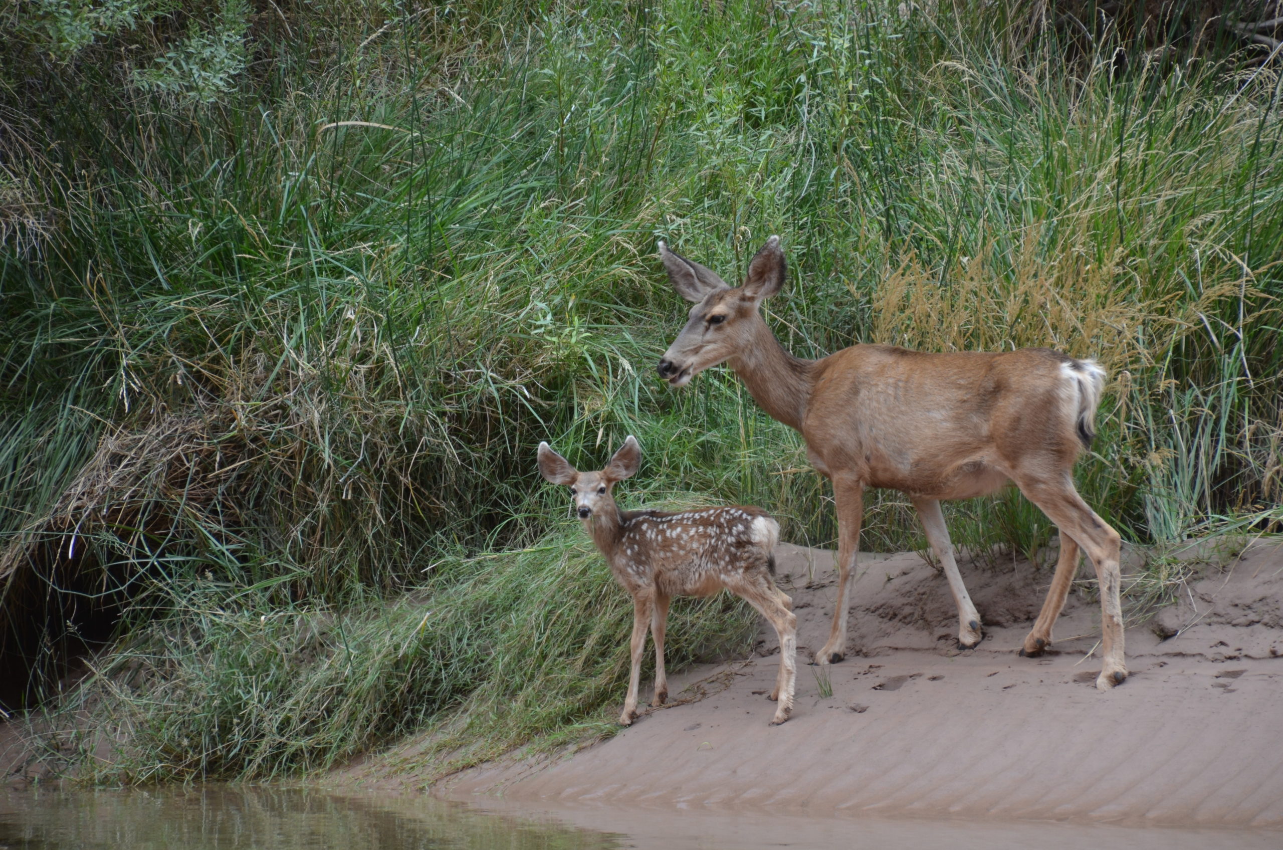 a doe and fawn