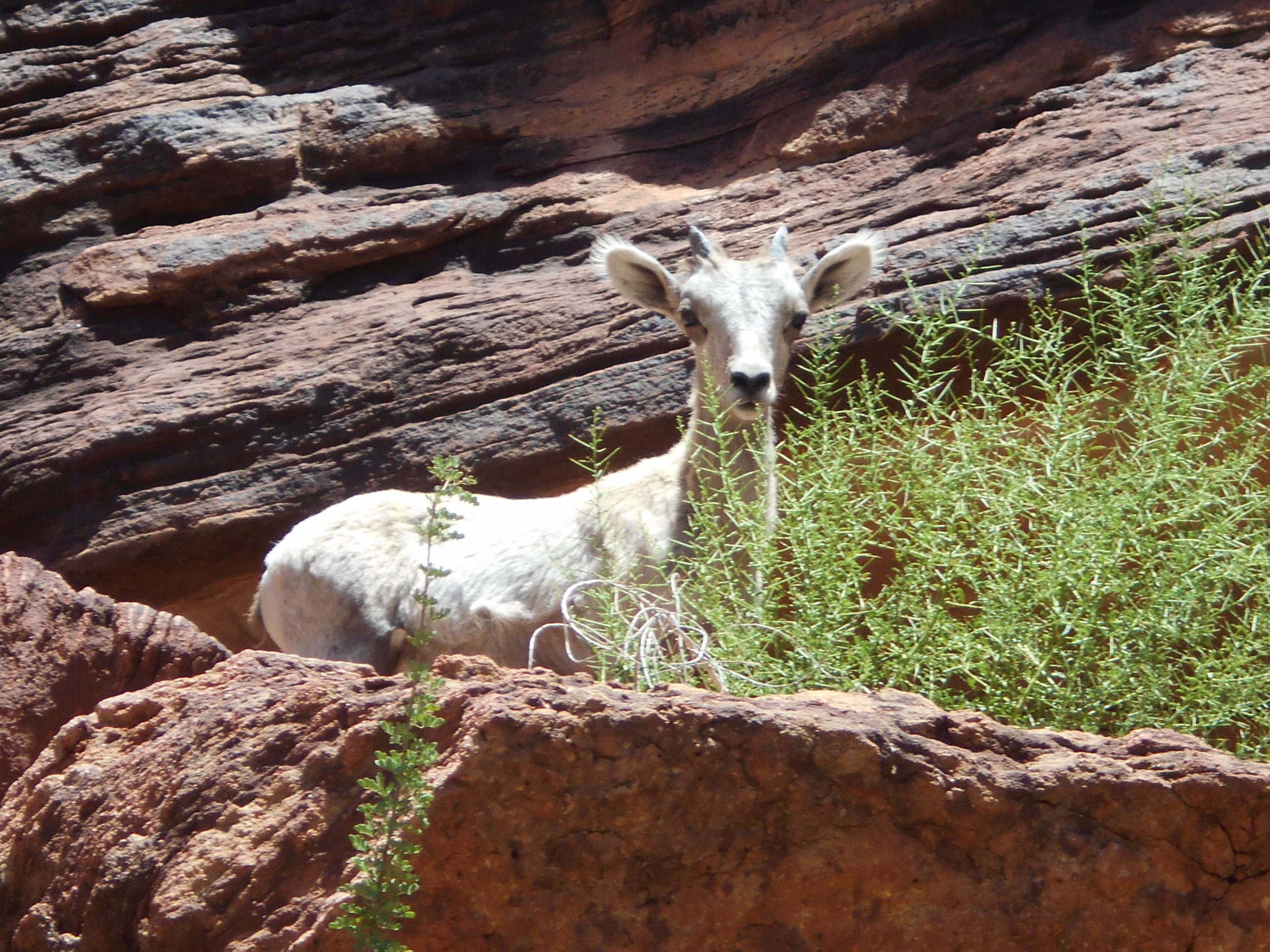 bighorn baby peering over foliage 