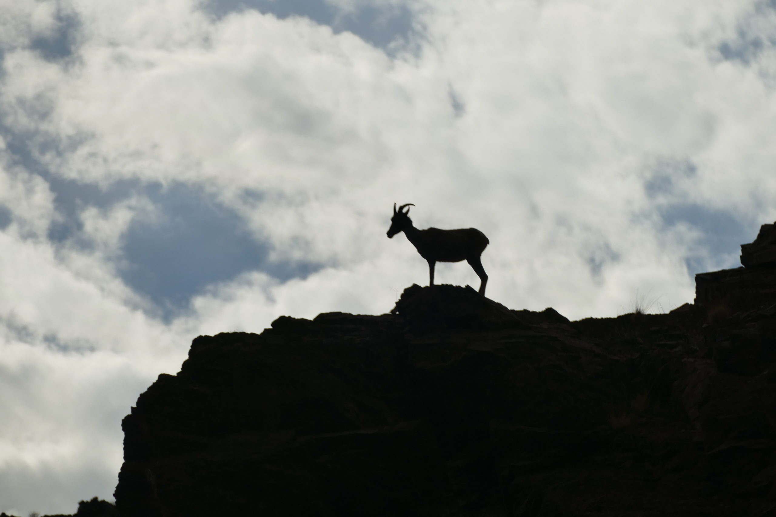 bighorn sheep ewe on a cliff outline 