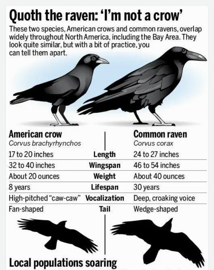 crow vs raven infographic