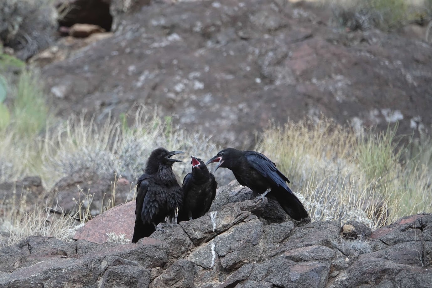 three ravens yelling at each other 