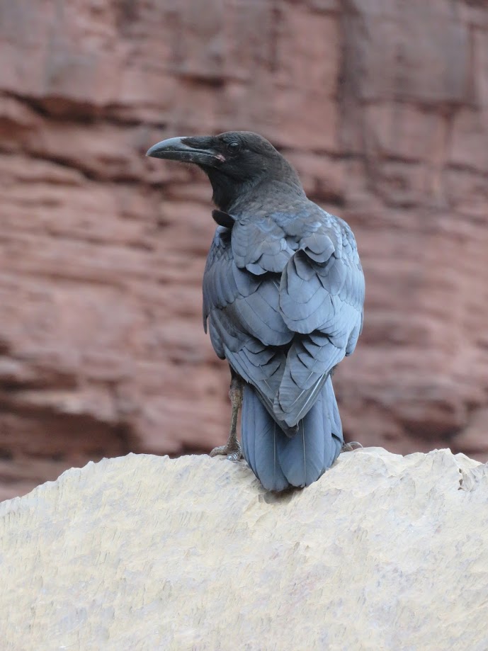 raven turned away from camera, on a rock and staring to the left