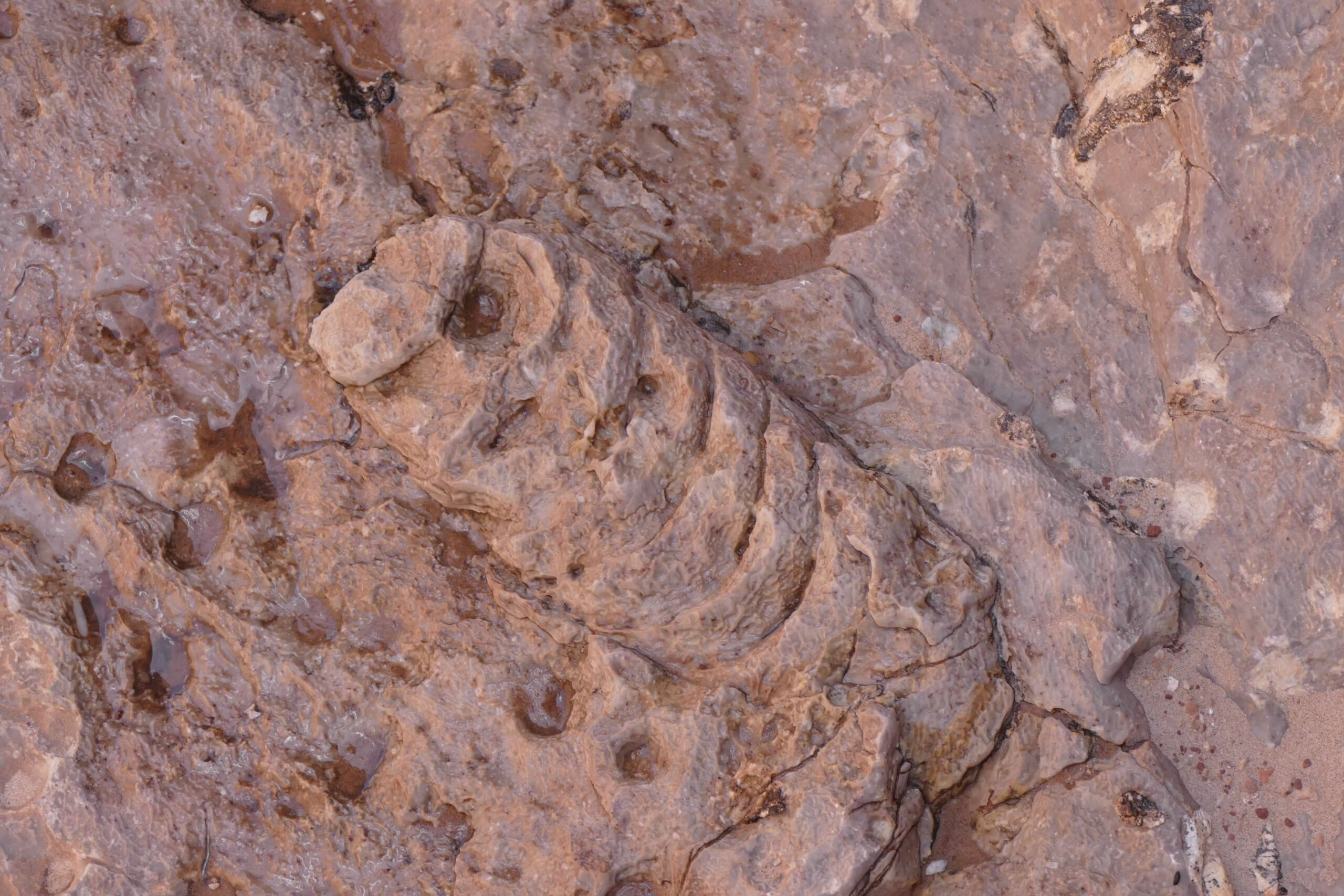 Fossil in the rock in the Grand Canyon